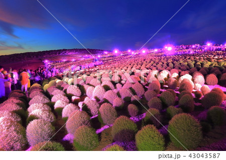 ライトアップ 国営ひたち海浜公園 イルミネーション 夏の写真素材