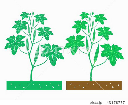 ベジタブル 野菜 オクラ 葉のイラスト素材