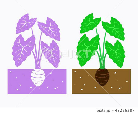 サトイモ 里芋 葉 葉っぱのイラスト素材
