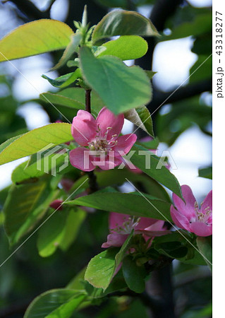 花梨 榠樝 カリン 唐梨の写真素材