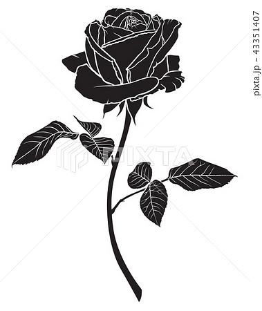 バラ 黒色 黒 ブラックのイラスト素材