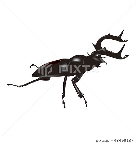オオクワガタのイラスト素材