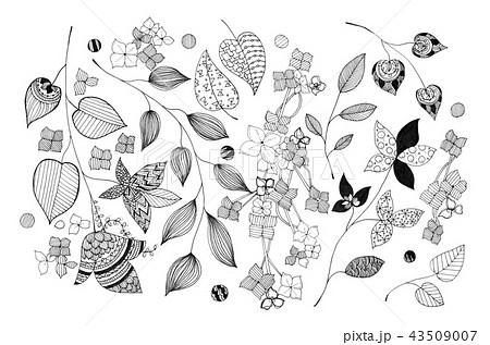 花 あじさい イラスト 白黒の写真素材