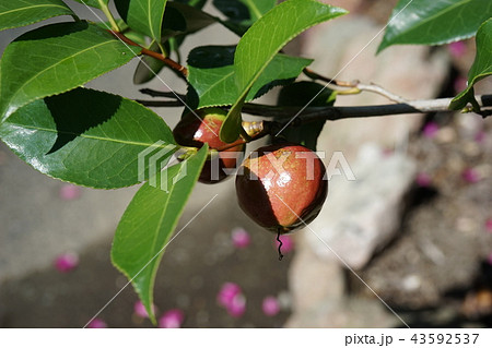 サザンカ さざんか 実 木の実の写真素材