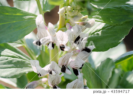 そら豆 ソラマメ そら豆の花 白い花の写真素材