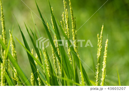 稲穂 開花の写真素材