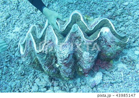 シャコガイ 貝殻 海の動物 貝の写真素材