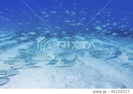 波紋 海底 海中 岩の写真素材