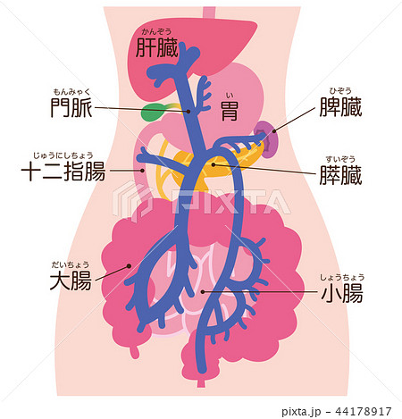 消化器のイラスト素材