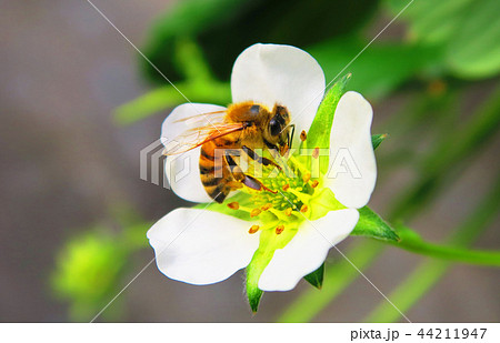 ハチ ミツバチ 受粉 イチゴの葉の写真素材