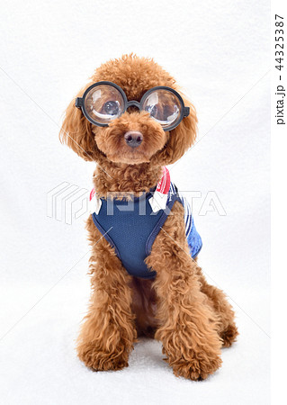 犬 トイプードル 小型犬 眼鏡の写真素材