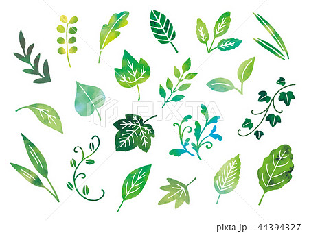 観葉植物 リーフ アイビー 水彩のイラスト素材 Pixta