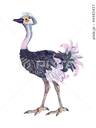 ダチョウ 絵の写真素材