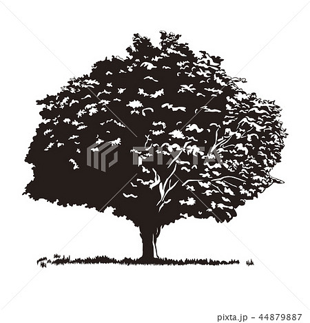 ぜいたく樹木 イラスト 白黒 美しい花の画像