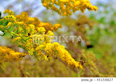 ブタクサ 黄色 アレルギー 秋 花粉症の写真素材