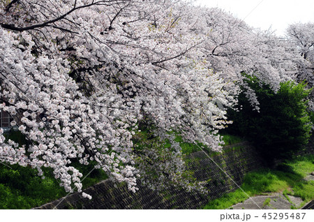 天竺川の写真素材