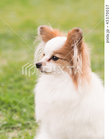 パピヨン 犬 横顔 茶色の写真素材