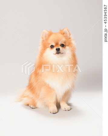 ポメラニアン 犬 お座り 小型犬の写真素材 - PIXTA