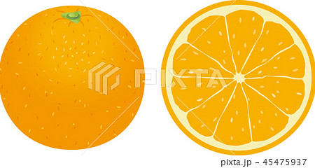 オレンジ スライス 輪切り 断面のイラスト素材