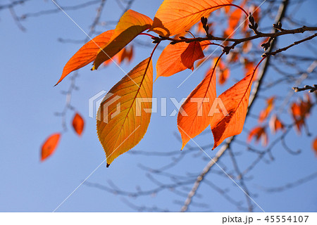 紅葉 秋 桜 枝の写真素材