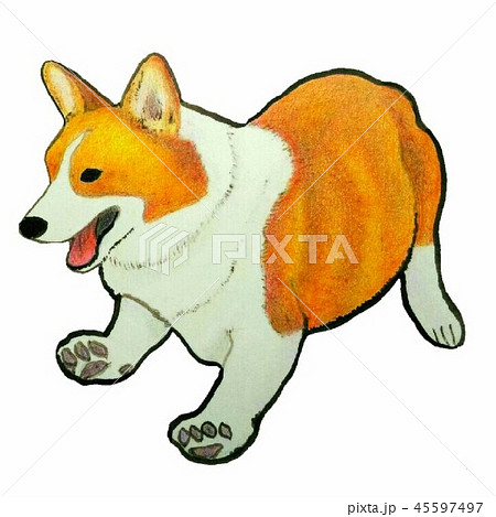 コーギー 動物 犬 走るのイラスト素材