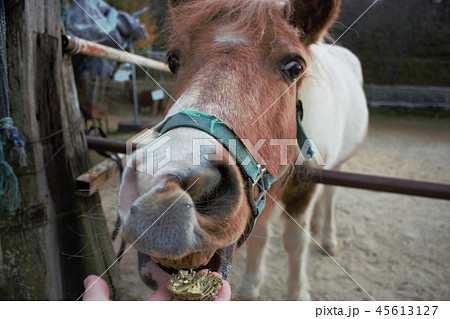 顔 馬 正面 鼻の写真素材