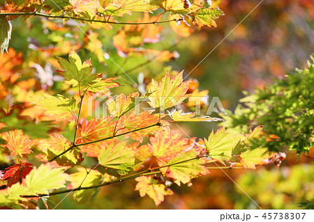 カエデ イタヤカエデ 葉 紅葉の写真素材