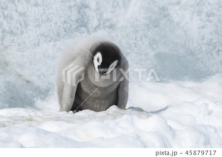 皇帝ペンギン ペンギン 赤ちゃん ヒナの写真素材