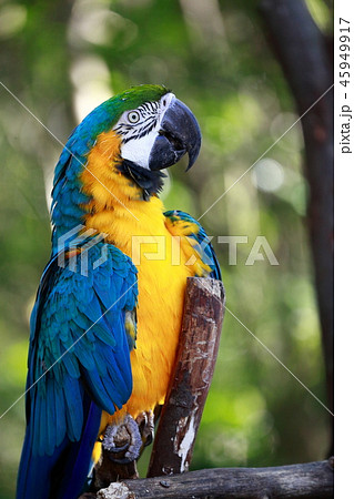 ルリコンゴウインコ コンゴウインコ属 鳥 インコの写真素材