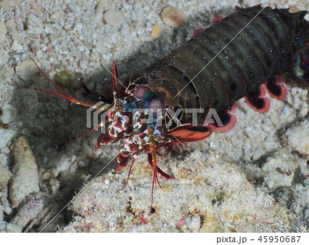 カマキリエビの写真素材