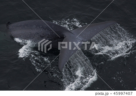 シロナガスクジラの写真素材