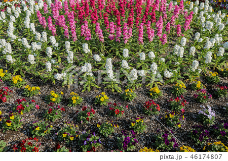 花壇 花畑 花 デルフィニウムの写真素材