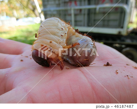 キモイ 虫の写真素材