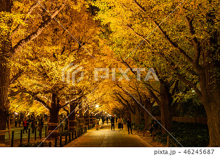 銀杏並木の写真素材