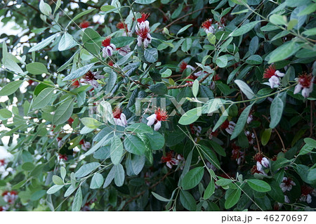 フトモモ 果実 植物 黄色の写真素材