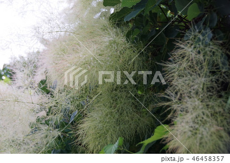 ハグマノキ属の写真素材