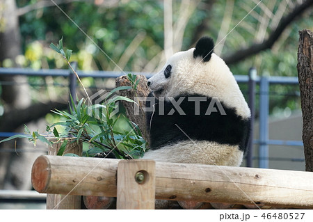 上野 動物園 笹 シャンシャンの写真素材
