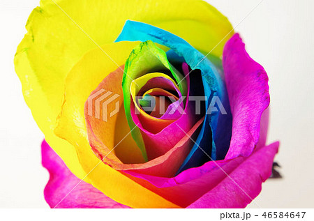 バラ 虹色 一輪 白背景の写真素材
