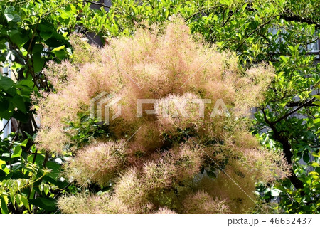 ハグマノキ属の写真素材