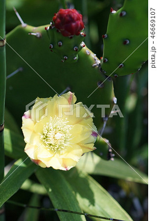 ウチワサボテン 花 オプティア属 植物の写真素材