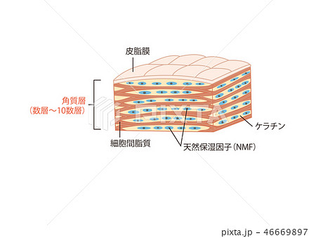 角質層のイラスト素材