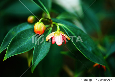 イリシウムの写真素材