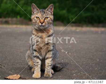 見つめる野良猫