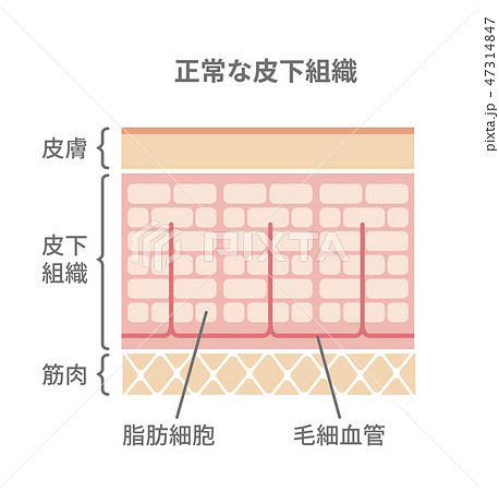 脂肪細胞のイラスト素材