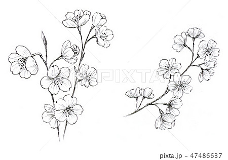 花 モノクロ 桜 和風のイラスト素材
