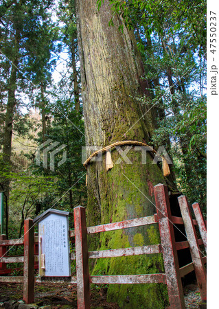 安産杉 箱根神社の写真素材