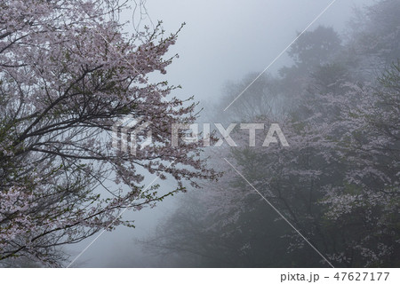 幻想的な桜の写真素材