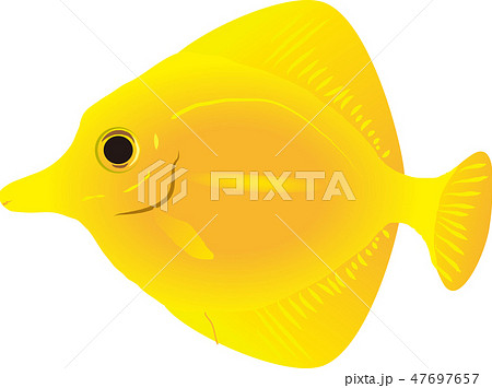 黄色剥 海水魚 熱帯魚 ベクターのイラスト素材