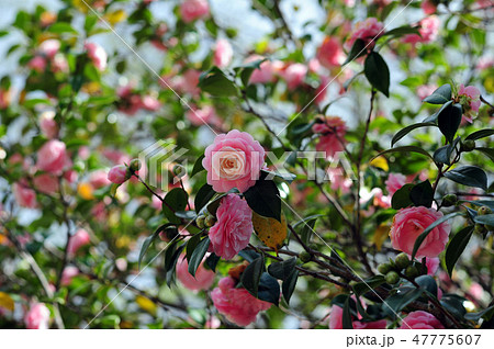 花 椿 低木 植木の写真素材