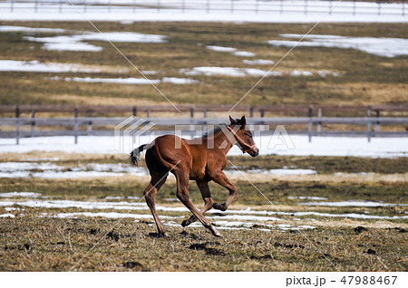 サラブレッド 動物 馬 躍動感の写真素材